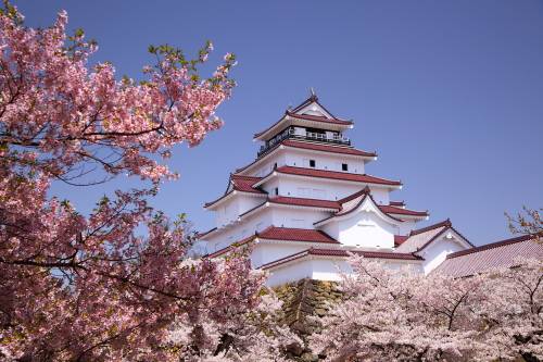 20 марта в Японии проходит фестиваль О-ханами
