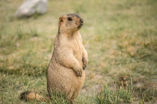День сурка в Канаде