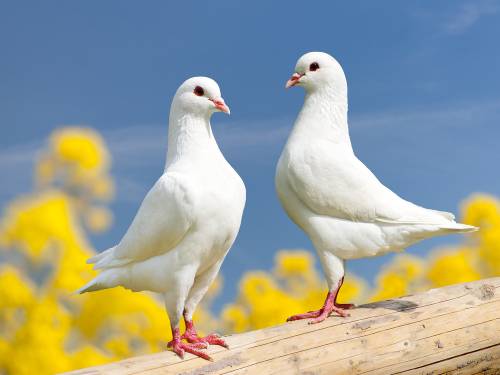 Сегодня Международный день птиц