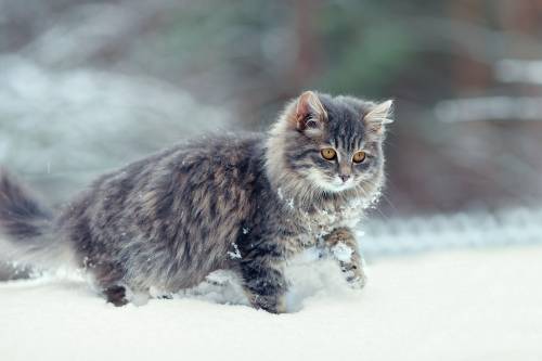 Сегодня День кошек в России