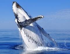 Китобойное судно «Эссекс» протаранено гигантским китом