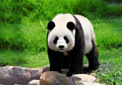 Французский натуралист в Китае получил в подарок шкуру неведомого животного — панды