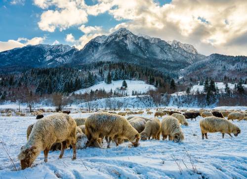 Овцы на зимнем пастбище