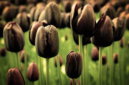 В Голландии пышно отметили рождение черного тюльпана