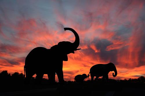 Слоны приветствуют заход солнца