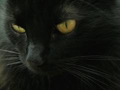 День защиты черных котов