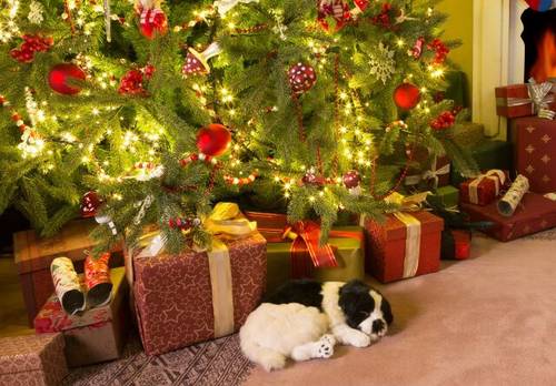 Католическое Рождество в Украине: традиции, обычаи и история праздника